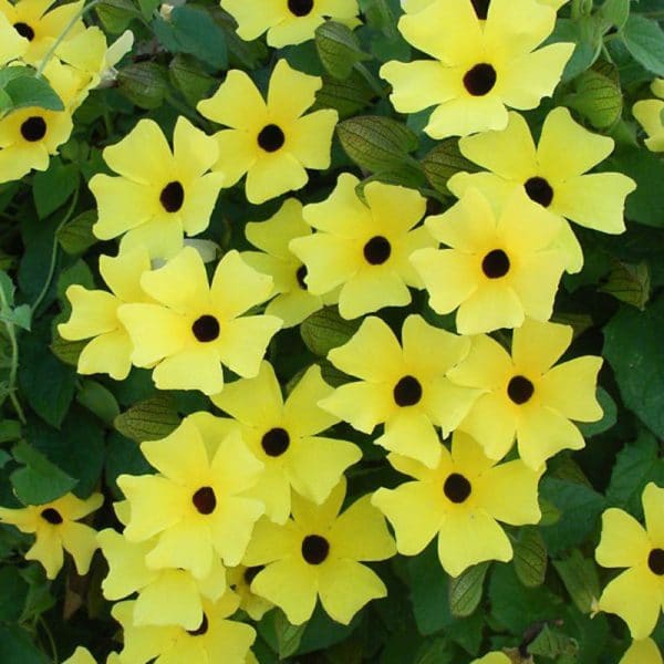 thunbergia-sunny-yellow