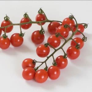 tomate-cerise-jasper
