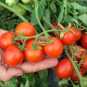 tomate-cerise-mascotte