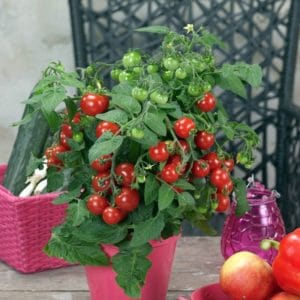 tomate-cerise-sturdy-jo