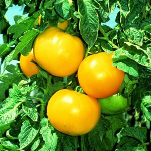 tomate-jaune-goldmine