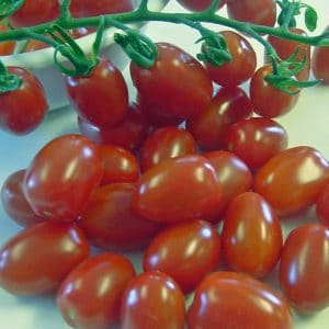 tomate-little-napoli