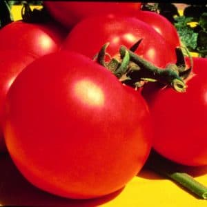 tomate-ronde-rouge-celebrity