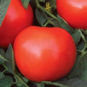tomate-ronde-rouge-mega-fantastique