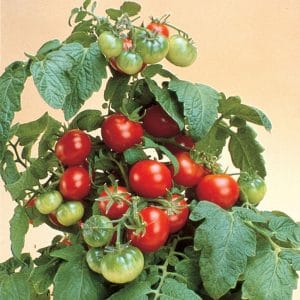 tomate-ronde-rouge-patio