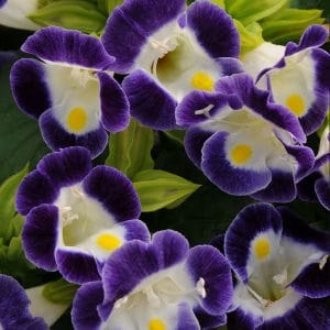 torenia-kauai-blue-white-bloom