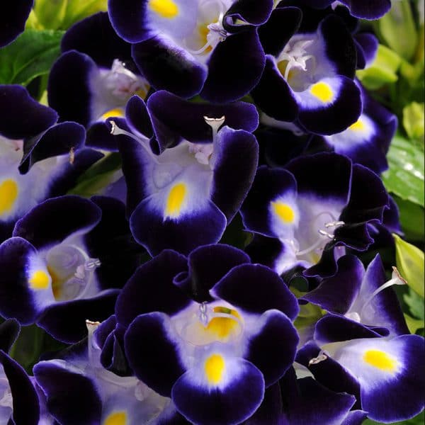 torenia-kauai-deep-blue-bloom
