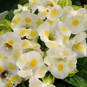 torenia-kauai-lemon-drop-bloom