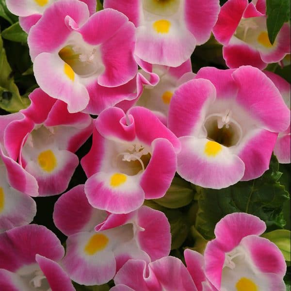 torenia-kauai-rose-bloom