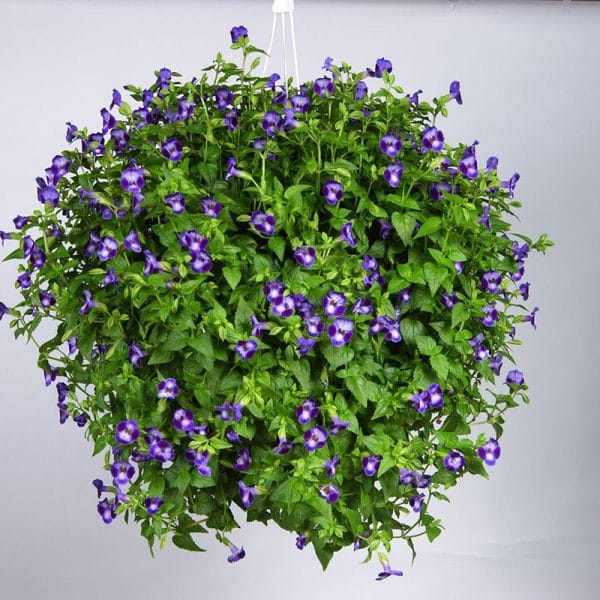 torenia-moon-purple-basket