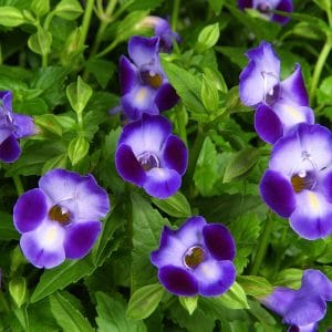 torenia-moon-purple-bloom