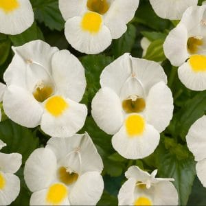 torenia-moon-white-bloom