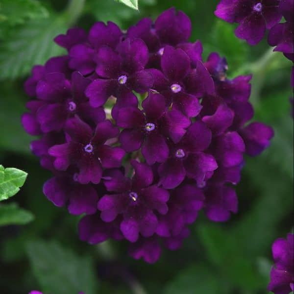verbena-lascar-black-velvet-bloom