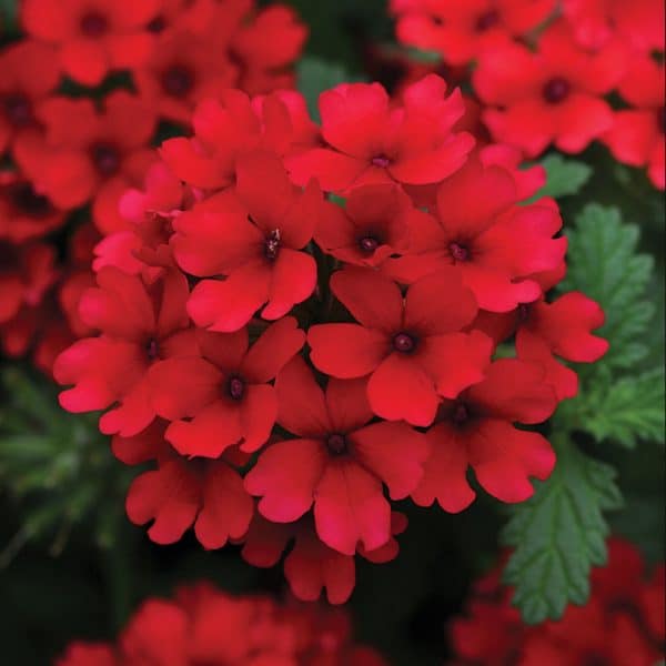 verbena-lascar-dark-red-bloom