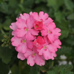 verbena-lascar-pink-bloom