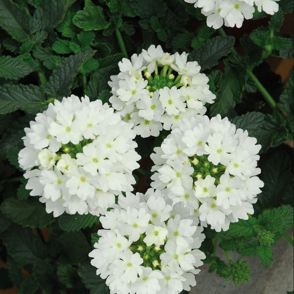 verbena-lascar-white