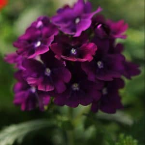 verbena-quartz-purple-xp-bloom