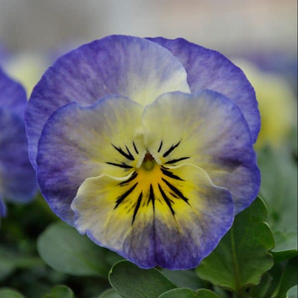 viola-sorbet-xp-neptune-bloom