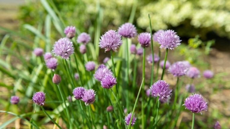 fines-herbes-et-legume-vivaces