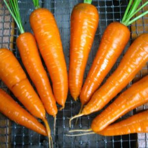 carottes-danvers-126-semences-tournesol-semences-tournesol