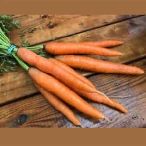 carottes-dociva-semences-tournesol