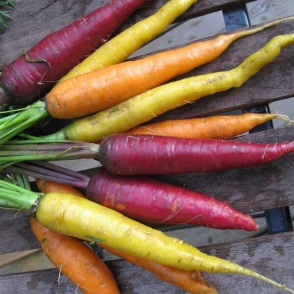 carottes-doigts-de-sorciere-semences-tournesol