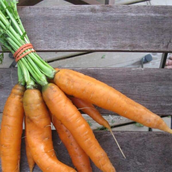 carottes-scarlet-nantes-semences-tournesol