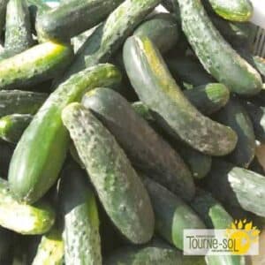 concombre-marketmore-semences-tournesol