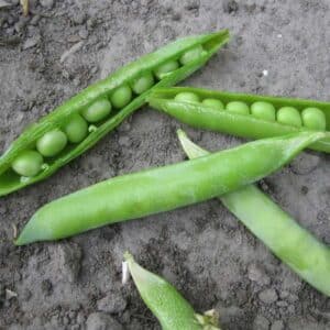 pois-a-ecosser-green-arrow-semences-tournesol