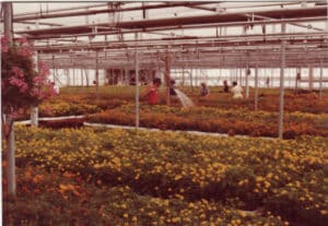 104000-plants-marigolds