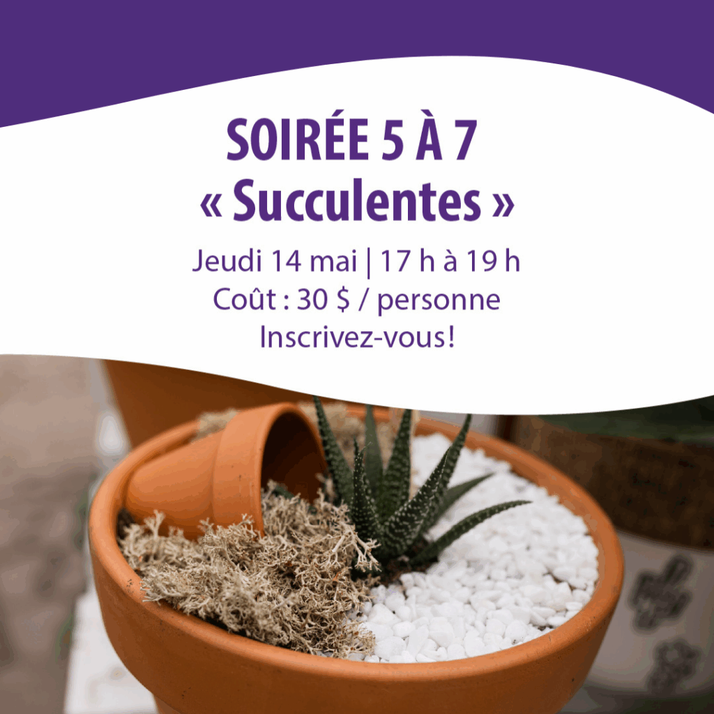 5a7 succulentes