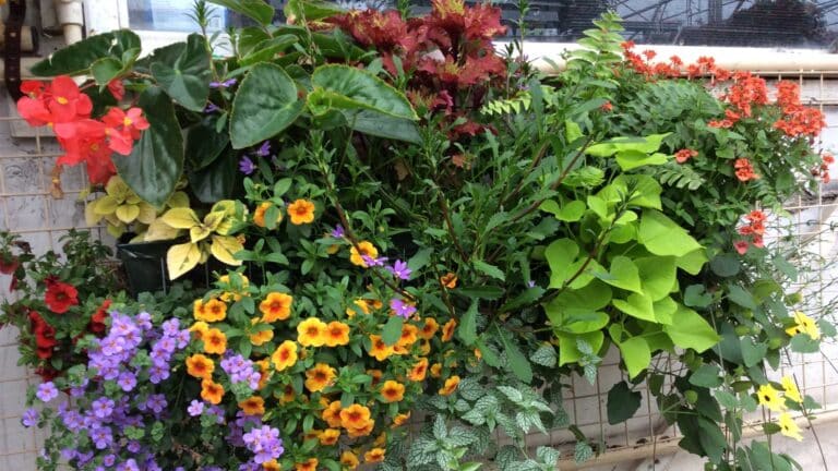 jardiniere-serres-caron