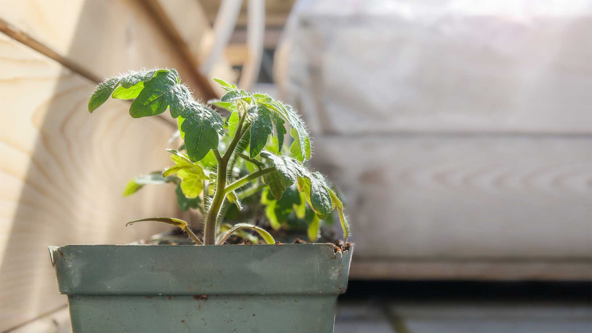 Éviter les chocs en préparant les plantes à l'environnement extérieur