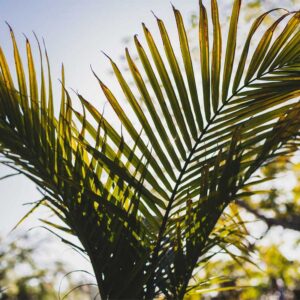 palmier-majesty