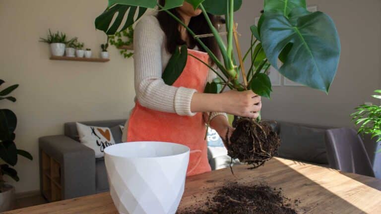 rempotage-plante-interieur