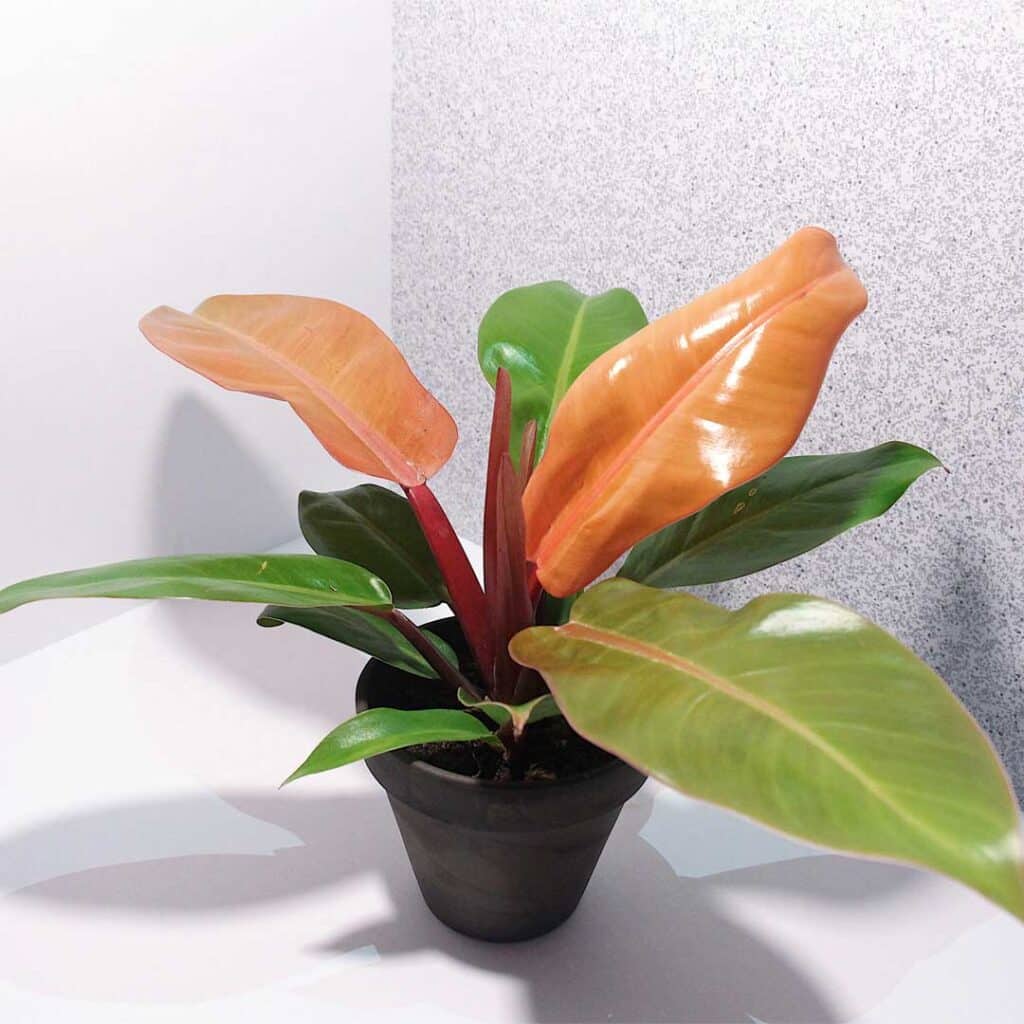 philodendron-prince-of-orange