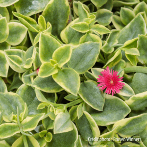Aptenia cordifolia Variegata