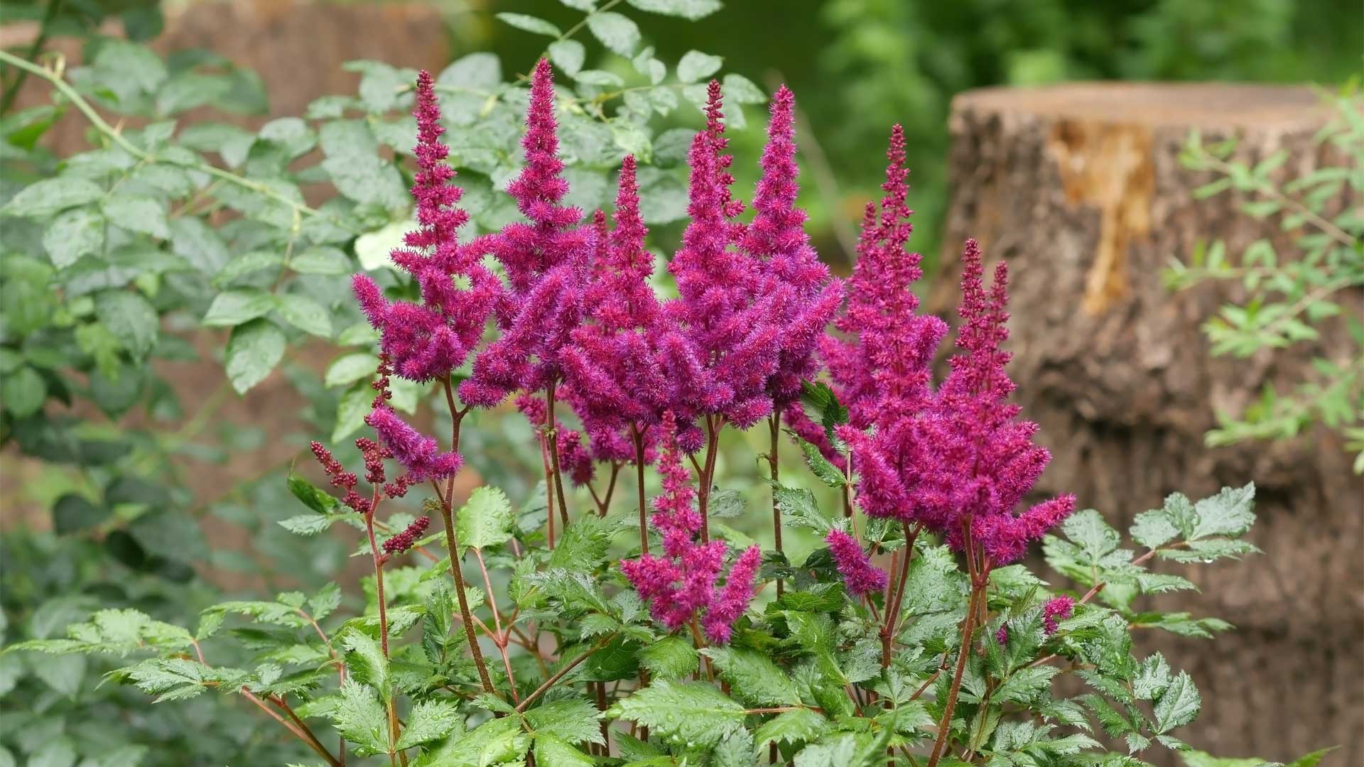 astilbe