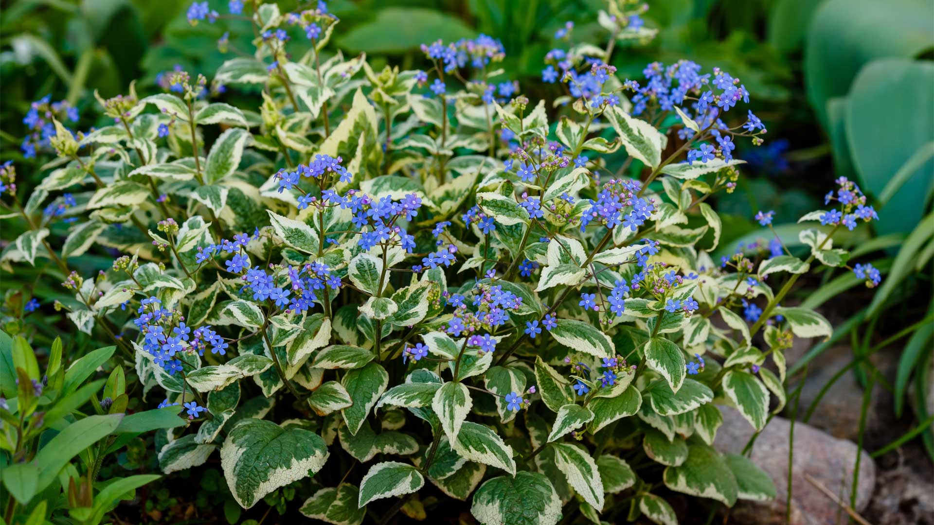 brunnera