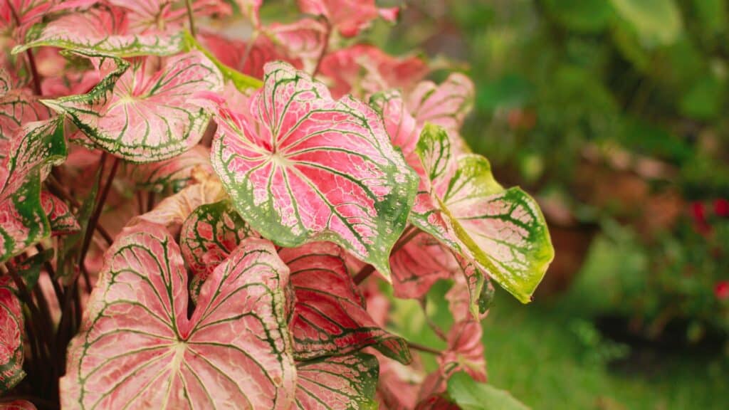 caladium