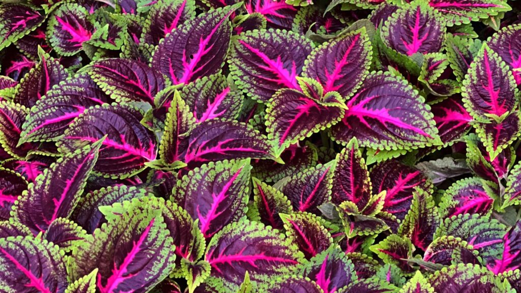 coleus