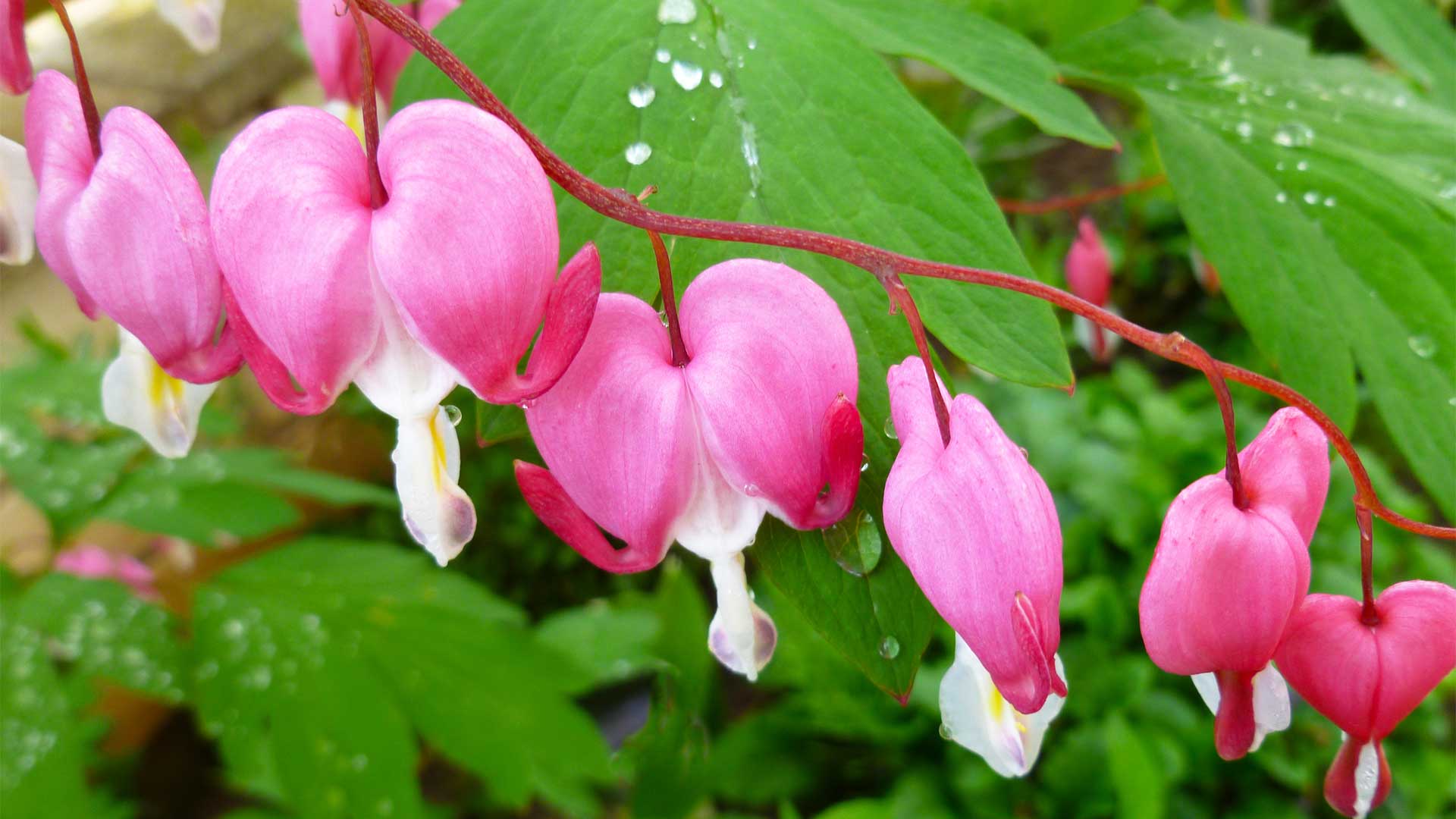 dicentra-spectabilis