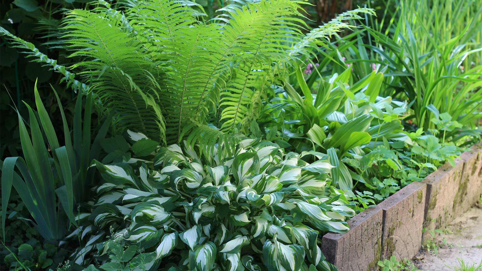 fougeres-et-hostas