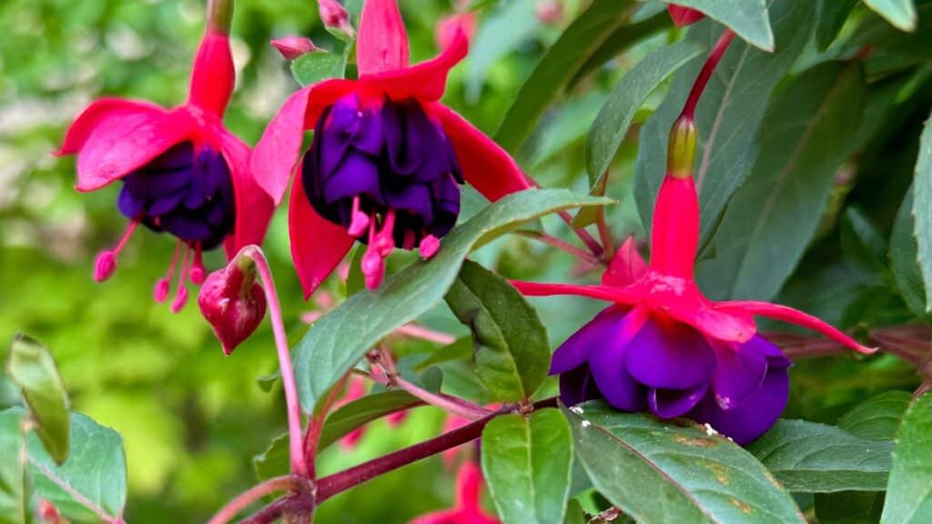 fuchsia