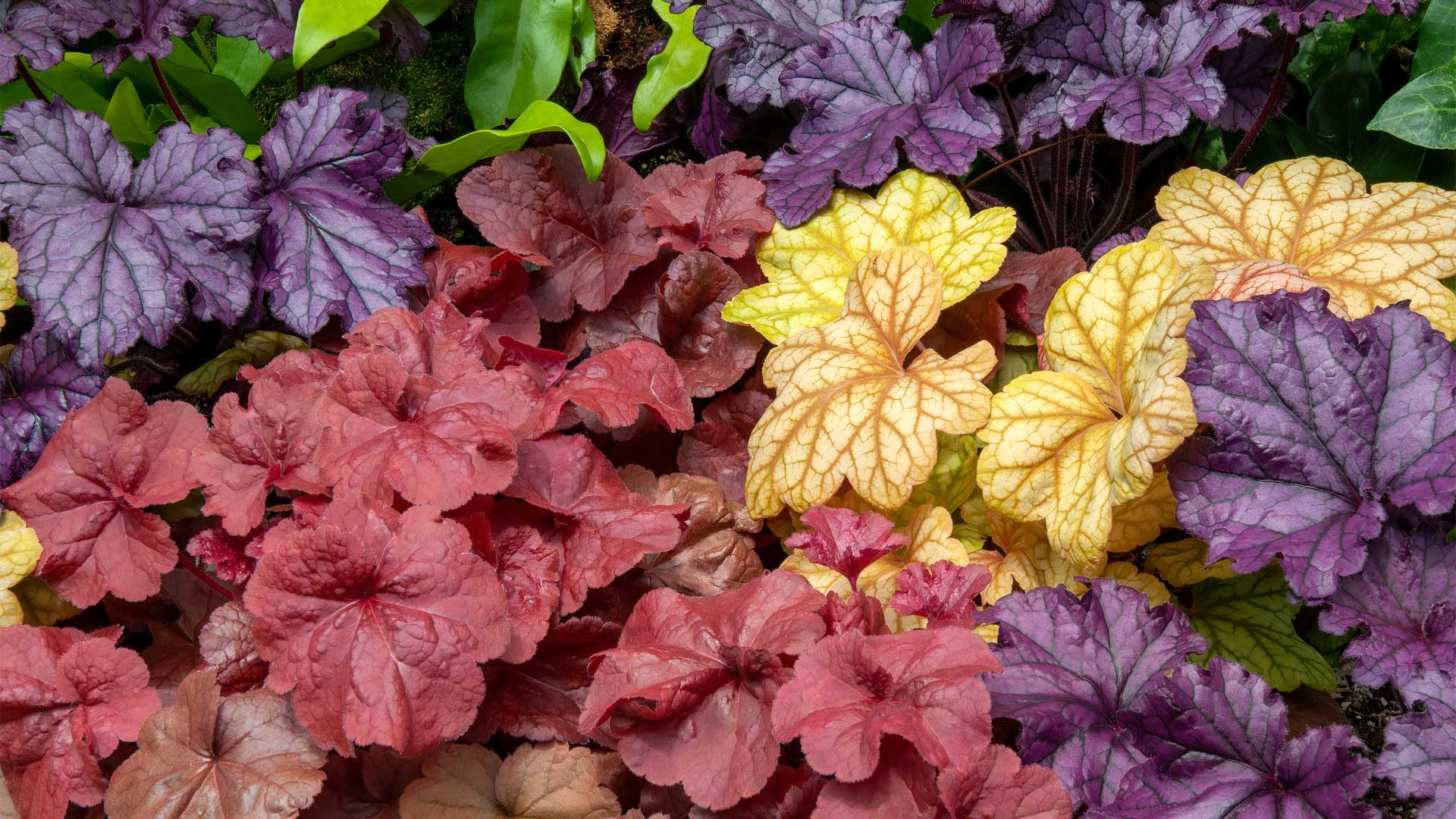 heuchera