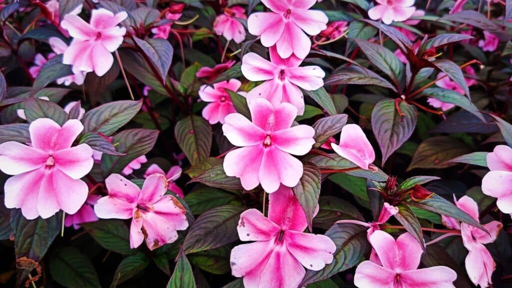 impatiens-walleriana