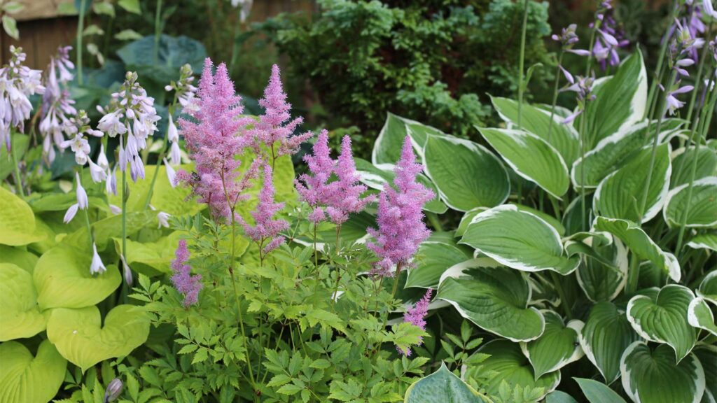 les-meilleures-vivaces-pour-votre-jardin-dombre