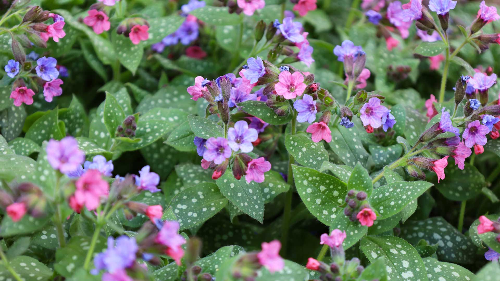 pulmonaria