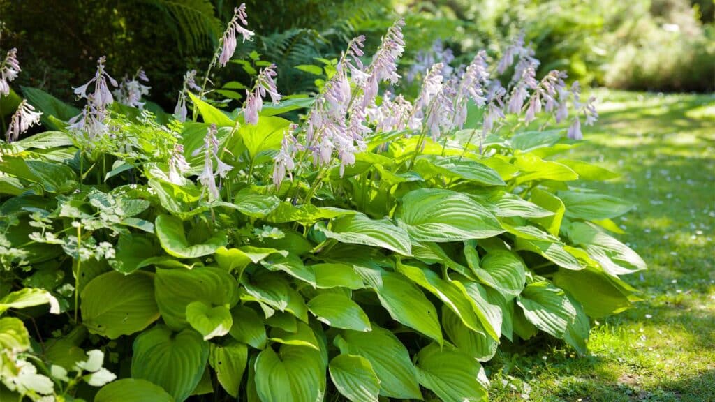 hosta