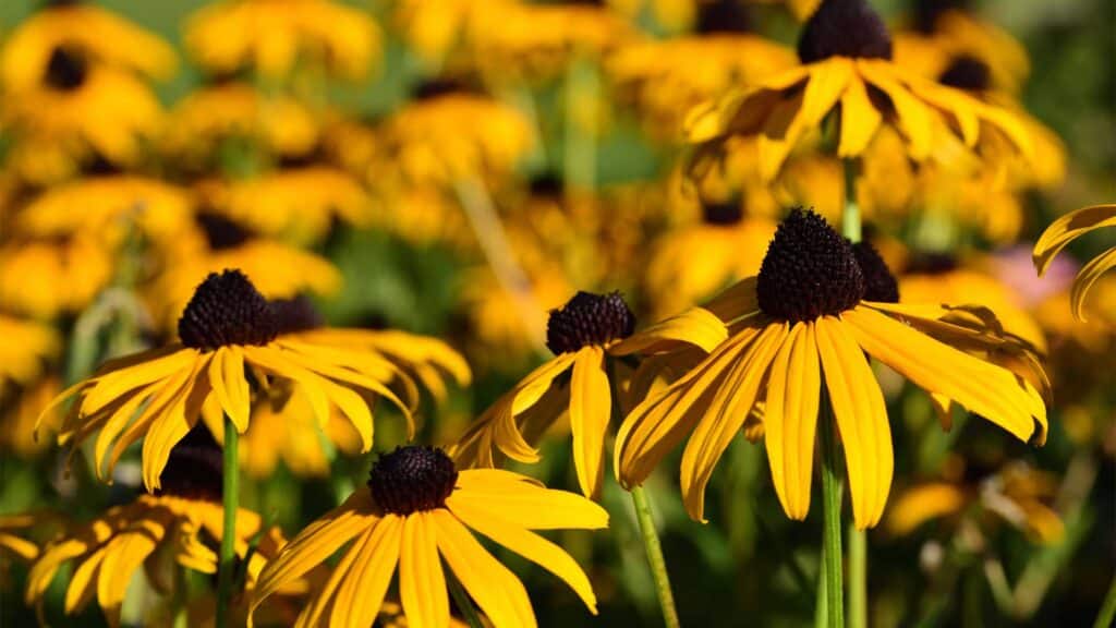 rudbeckie